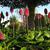 Veltheimia bracteata