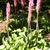 Veltheimia bracteata