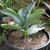 Veltheimia capensis