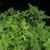 Selaginella braunii