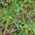 Narrow green leaves