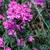 Verbena tenuisecta