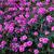 Verbena tenuisecta
