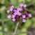 Verbena Bonariensis