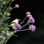 Goldfinches are attracted to the purple flower clusters