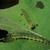 Caterpillars on leaves