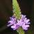 Close up of flower