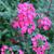Verbena x hybrida