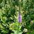 Flower spike