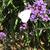Butterfly on flowers