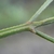 4-angle stem with hairs