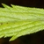 Leaf detail