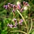 Inflorescence