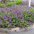 Verbena canadensis