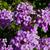 Verbena canadensis