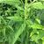 Leaves and stem