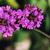 Verbena rigida
