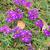 Verbena tenuisecta