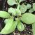 Seedlings