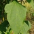 Leaf detail