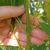 Stem and leaf attachment