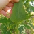 Underside of leaf