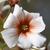 Head-on view of the white flower with dark red "eye"
