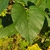 Heart-shaped leaf with an entire margin.
