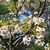 Branches with clusters of flowers and emerging young leaves.