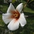 3/4 view of the white flower with dark red "eye"
