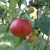 A globose, red fruit dangles from the end of a leafy branch.
