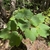 Short plant with 3-lobed leaves.