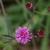 Form