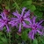Closeup of purplish flower