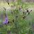 Vernonia angustifolia