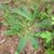 Basal rosette