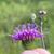 Side view of flower