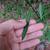 Stem leaf