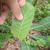 Underside of leaf