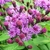Purple disc flowers