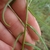 Green stem with narrow alternate leaves