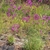 Upright plant with purple flowers.