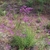 Upright plant with purple flowers.