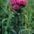 Pink disc flowers and leaves
