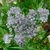 Pale lavender disc flowers