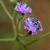 Purple disc flowers with a bee