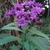 Flowers and leaves