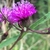 Side view of flower