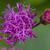 Vernonia glauca