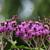 Vernonia glauca